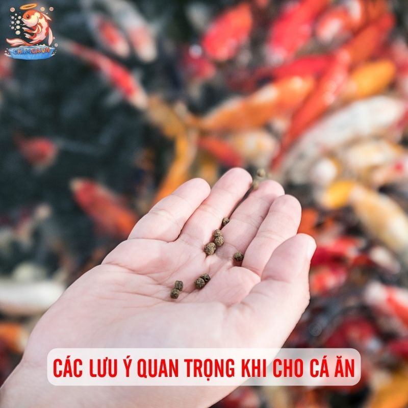 Dinh Dưỡng Cho Cá Cảnh Chuẩn Khoa Học Để Cá Luôn Khoẻ 4 Các lưu ý quan trọng khi cho cá ăn