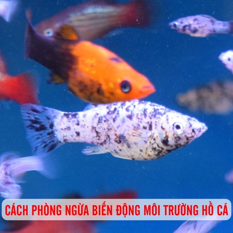Môi Trường Ổn Định - Yếu Tố Sống Còn Cho Cá Cảnh Khỏe Mạnh 4 Phòng ngừa biến động môi trường