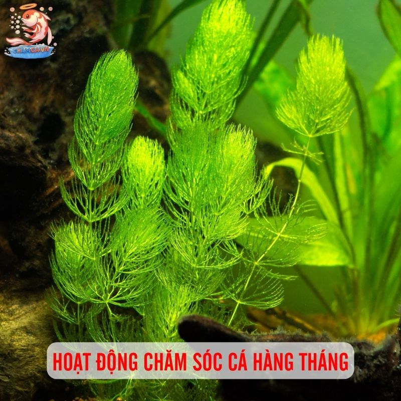 Hướng Dẫn Lịch Trình Chăm Sóc Hồ Cá Từ A–Z Cho Người Nuôi Mới 4 Những đầu việc cần duy trì hàng tháng