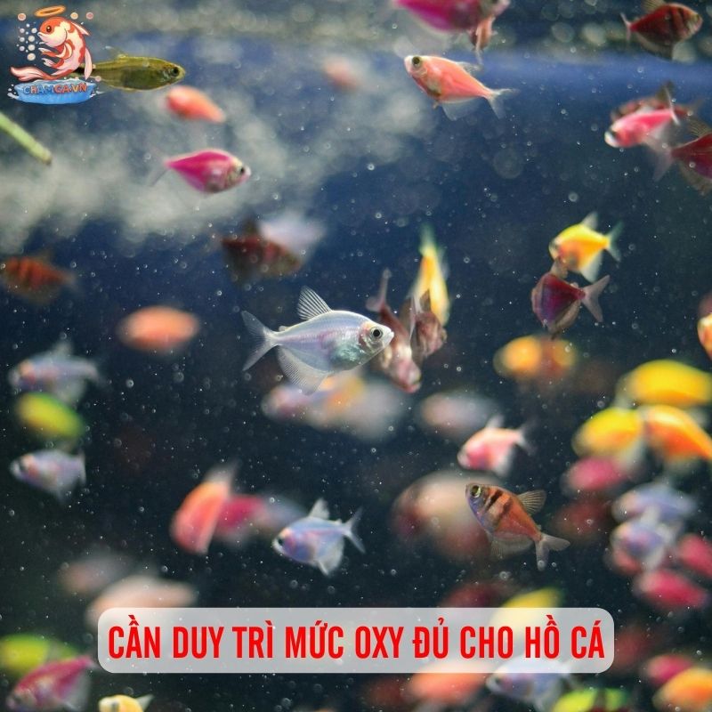 Cân Chỉnh Nhiệt Độ & Oxy Trong Hồ Để Cá Luôn Vui Khoẻ 4 Cần duy trì oxy đủ cho hồ cá