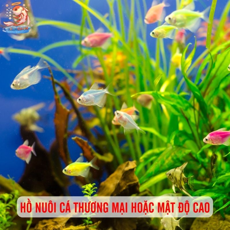 Bí Quyết Giúp Setup Hồ Cá Cảnh Đẹp & Tiết Kiệm Nhất 3 Setup hồ nuôi cá sinh sản