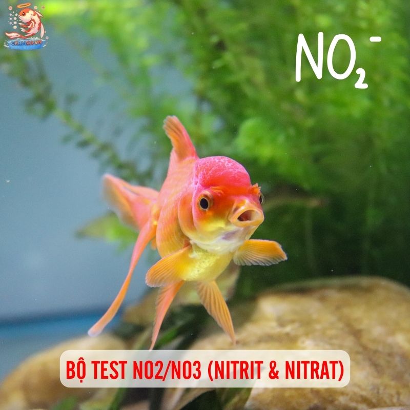 Gợi Ý 8 Thiết Bị Hữu Ích Giúp Quản Lý Hồ Cá Hiệu Quả 4 Bộ test NO2/NO3 (Nitrit & Nitrat)