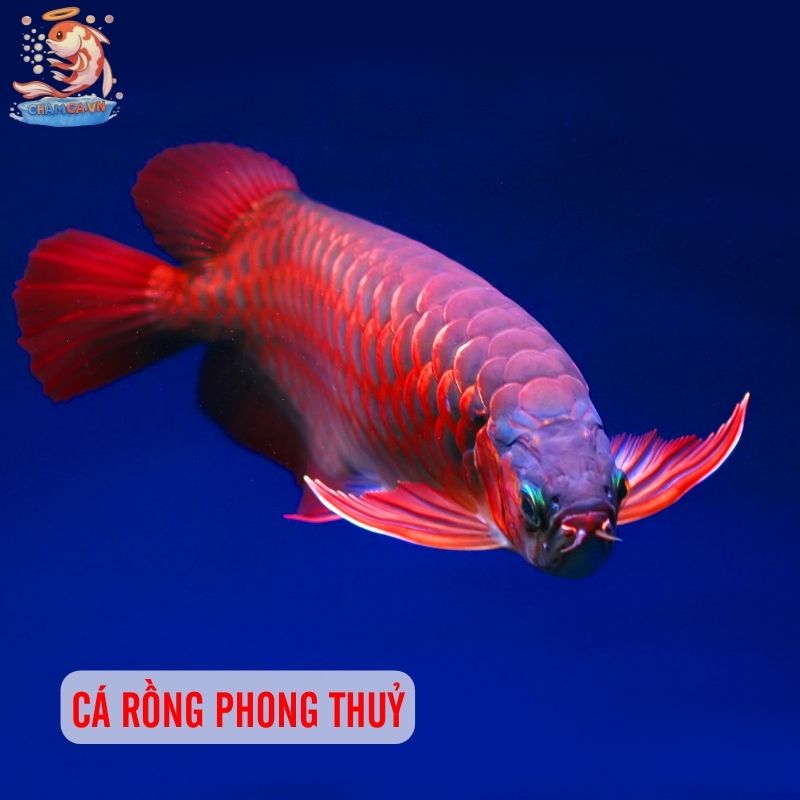 Top 30 Loài Cá Cảnh Phong Thủy Mang Tài Lộc & Bình An Cho Gia Chủ 4 Cá rồng phong thuỷ