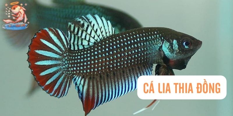 Cá lia thia đồng