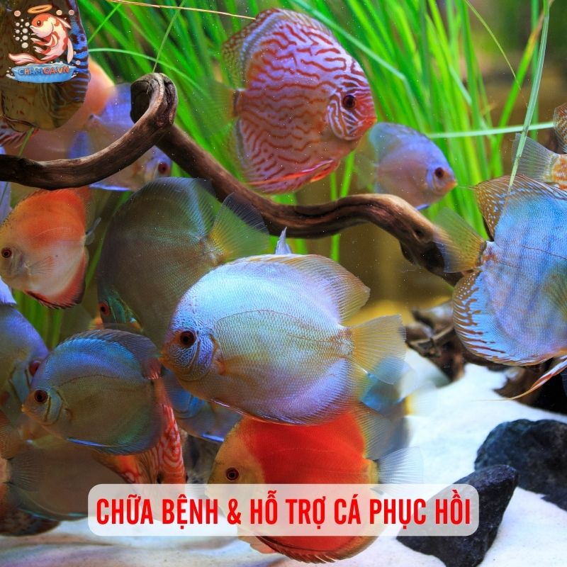 Nhận Biết & Phòng Trị Bệnh Nội Tạng, Vi Khuẩn Ở Cá Cảnh 5 Cách xử lý bệnh nội tạng và vi khuẩn