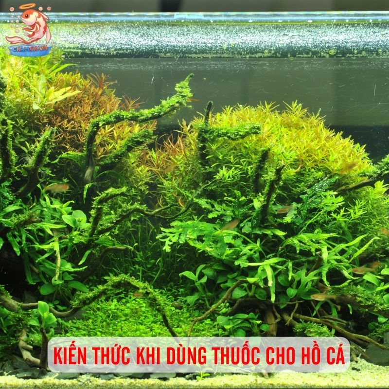 Chọn Nước Cho Hồ Cá Chuẩn Để Cá Phát Triển Tốt Nhất 5 Kiến thức cơ bản để dùng thuốc khi thay nước hồ cá
