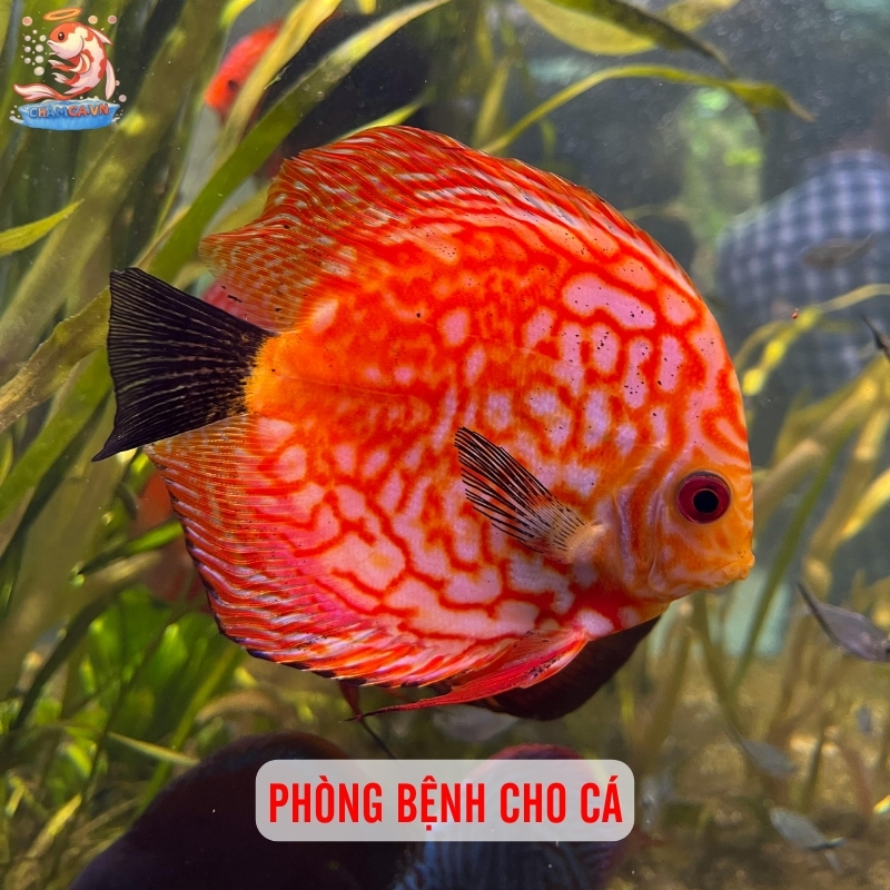 Dấu Hiệu Cá Bị Bệnh & Cách Xử Lý Hiệu Quả Cho Người Nuôi 5 Phòng bệnh cho cá