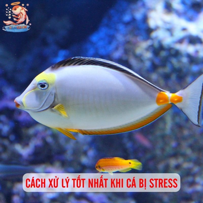 Dấu Hiệu Stress Ở Cá Cảnh - Cách Nhận Biết Và Xử Lý Kịp Thời 5 Cách xử lý khi cá bị stress
