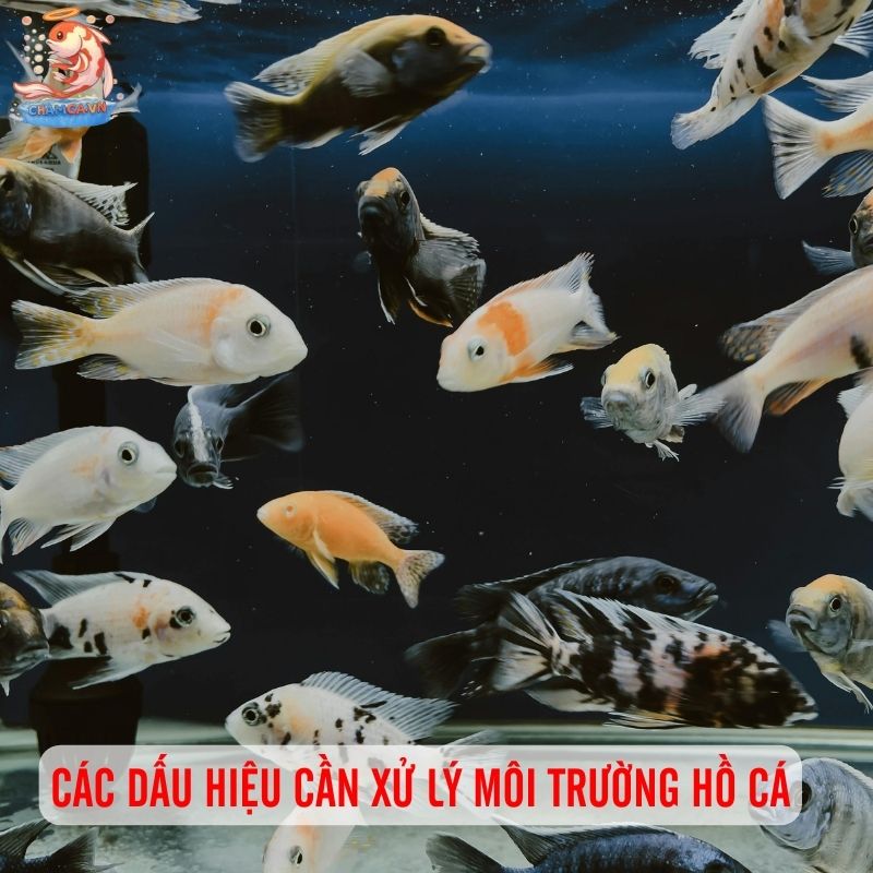 Môi Trường Ổn Định - Yếu Tố Sống Còn Cho Cá Cảnh Khỏe Mạnh 5 Dấu hiệu cảnh báo môi trường xuống cấp