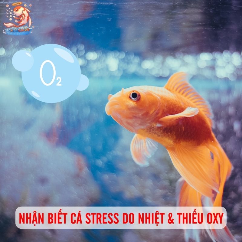 Cân Chỉnh Nhiệt Độ & Oxy Trong Hồ Để Cá Luôn Vui Khoẻ 5 Nhận biết cá stress do thiếu oxy