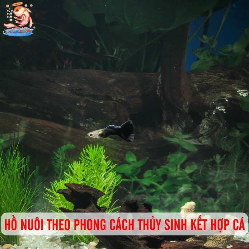 Bí Quyết Giúp Setup Hồ Cá Cảnh Đẹp & Tiết Kiệm Nhất 4 Hồ nuôi cá thương mại hoặc mật độ cao