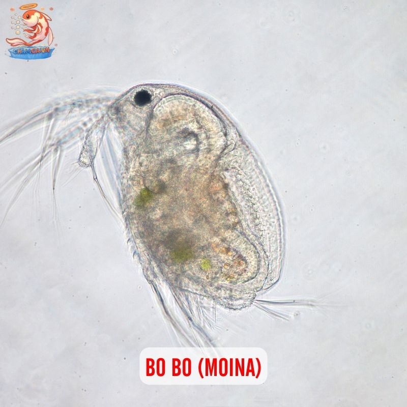 Top 10 Loại Thức Ăn Giúp Cá Cảnh Nước Ngọt Tăng Trưởng Nhanh 5 Bo bo (Moina)