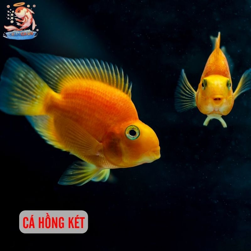 Top 30 Loài Cá Cảnh Phong Thủy Mang Tài Lộc & Bình An Cho Gia Chủ 5 Cá hồng két