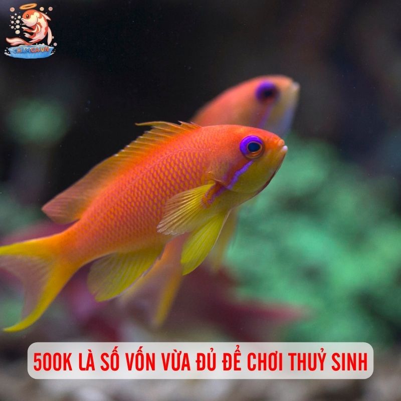 Trọn Bộ Hướng Dẫn Nuôi Cá Cảnh Đẹp Chỉ Với 500k 1 500k là số vốn đủ để chơi thuỷ sinh