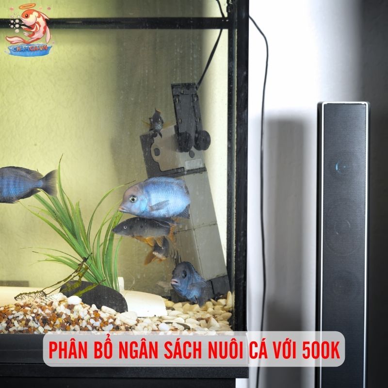 Trọn Bộ Hướng Dẫn Nuôi Cá Cảnh Đẹp Chỉ Với 500k 2 Phân bổ ngân sách với 500k