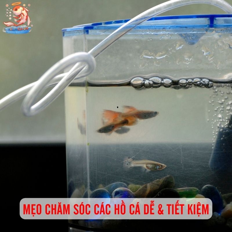Trọn Bộ Hướng Dẫn Nuôi Cá Cảnh Đẹp Chỉ Với 500k 4 Mẹo chăm sóc hồ cá tiết kiệm
