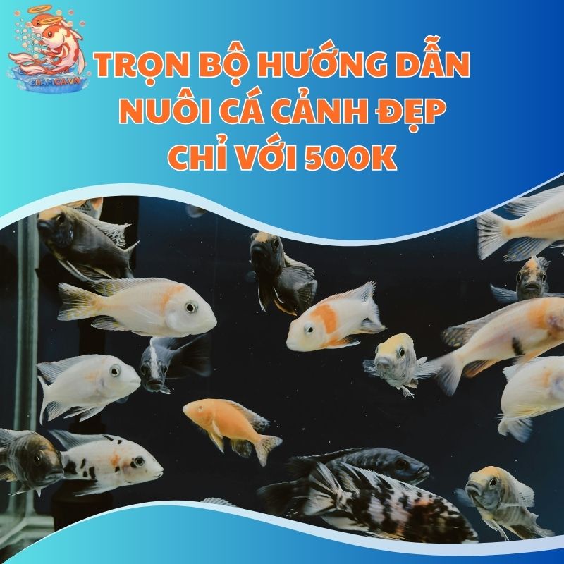 500k có nuôi được cá cảnh không