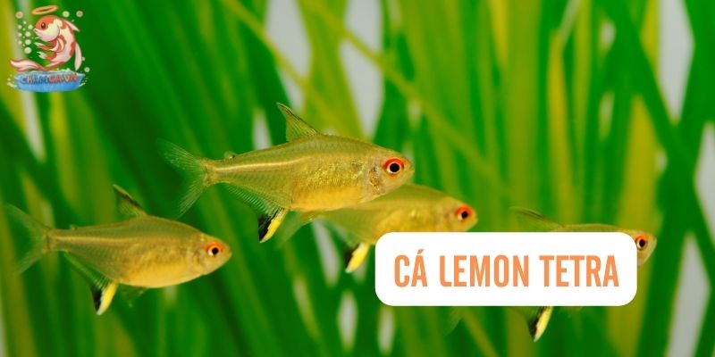 Top 30 Loài Cá Cảnh Bơi Theo Đàn Đẹp Mắt Dành Cho Mọi Loại Hồ 6 Cá Lemon Tetra