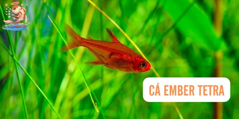 Cá ember tetra
