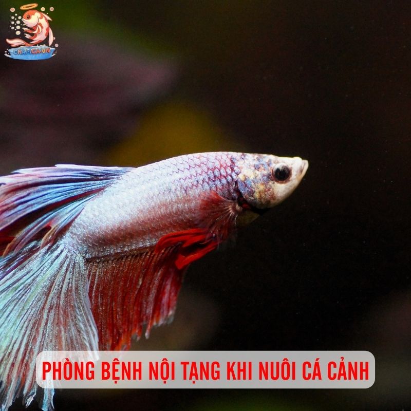 Nhận Biết & Phòng Trị Bệnh Nội Tạng, Vi Khuẩn Ở Cá Cảnh 6 Phòng bệnh nội tạng và vi khuẩn