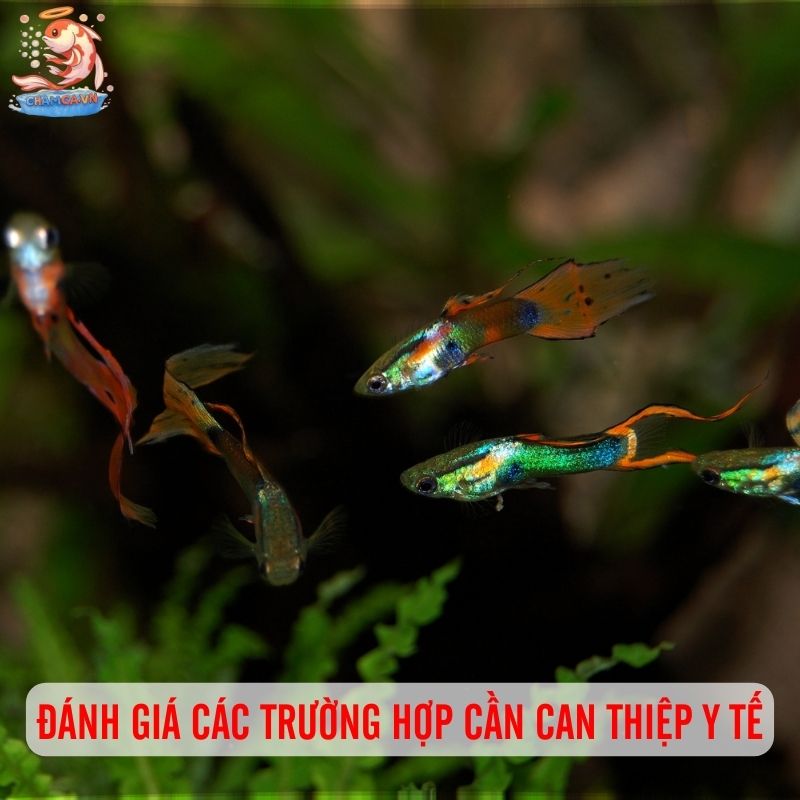 Dấu Hiệu Stress Ở Cá Cảnh - Cách Nhận Biết Và Xử Lý Kịp Thời 6 Khi nào cá cần can thiệp y tế