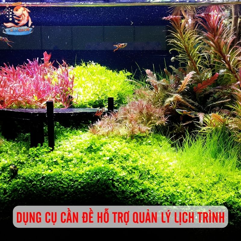 Hướng Dẫn Lịch Trình Chăm Sóc Hồ Cá Từ A–Z Cho Người Nuôi Mới 6 Dụng cụ hỗ trợ chăm sóc cá