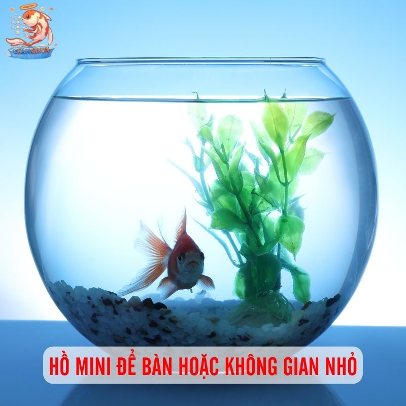 Bí Quyết Giúp Setup Hồ Cá Cảnh Đẹp & Tiết Kiệm Nhất 5 Hồ mini để bàn hoặc không gian nhỏ