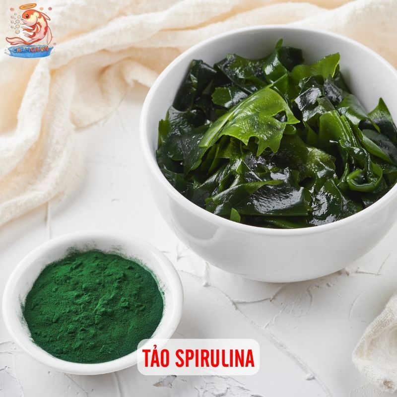 Top 10 Loại Thức Ăn Giúp Cá Cảnh Nước Ngọt Tăng Trưởng Nhanh 6 Tảo Spirulina