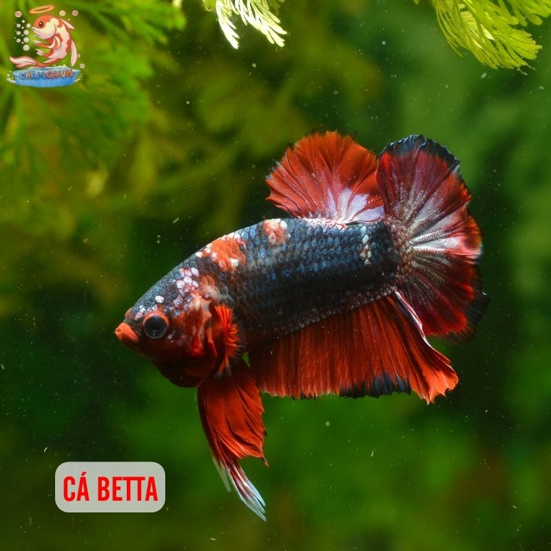 Top 30 Loài Cá Cảnh Phong Thủy Mang Tài Lộc & Bình An Cho Gia Chủ 6 Cá Betta