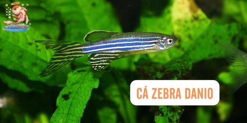 Top 30 Loài Cá Cảnh Bơi Theo Đàn Đẹp Mắt Dành Cho Mọi Loại Hồ 7 Cá Zebra Danio