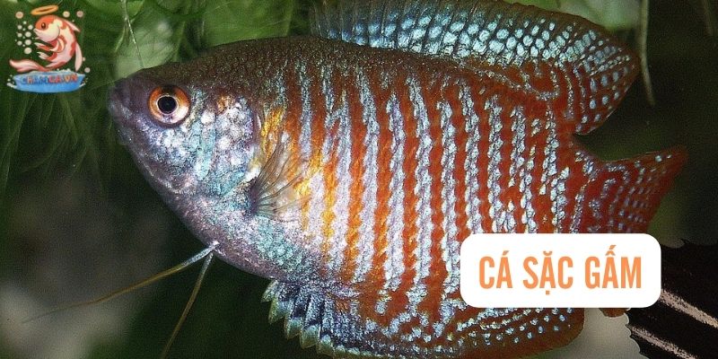 Cá sặc gấm