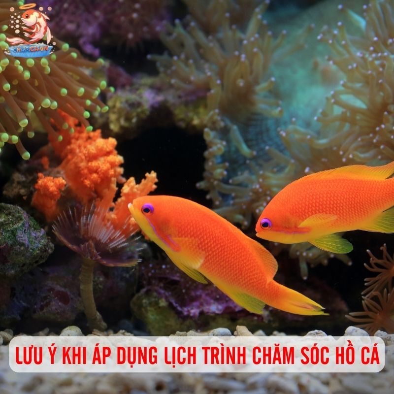 Hướng Dẫn Lịch Trình Chăm Sóc Hồ Cá Từ A–Z Cho Người Nuôi Mới 7 Lưu ý khi áp dụng lịch trình chăm sóc cá