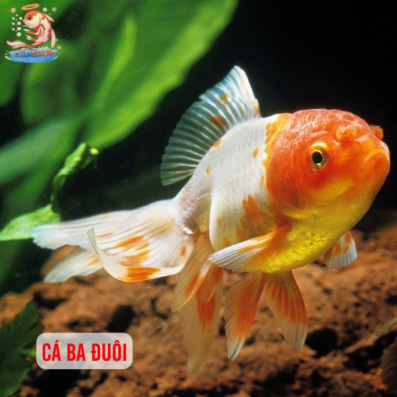 Top 30 Loài Cá Cảnh Phong Thủy Mang Tài Lộc & Bình An Cho Gia Chủ 8 Cá ba đuôi