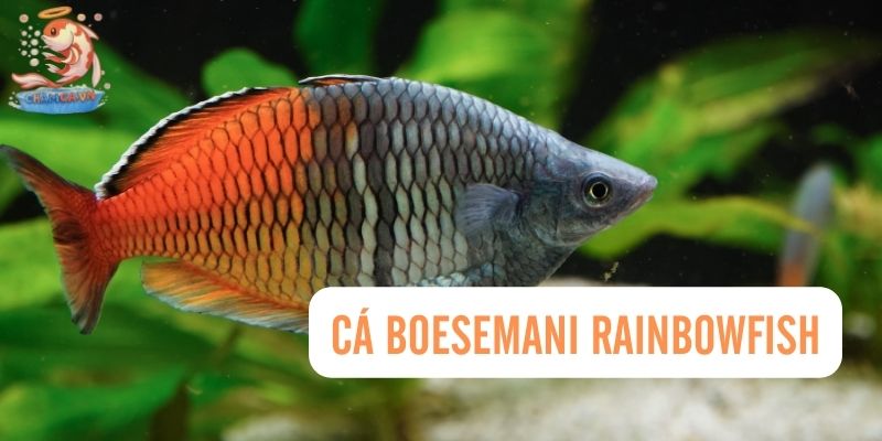 Top 30 Loài Cá Cảnh Bơi Theo Đàn Đẹp Mắt Dành Cho Mọi Loại Hồ 9 Cá Boesemani Rainbowfish