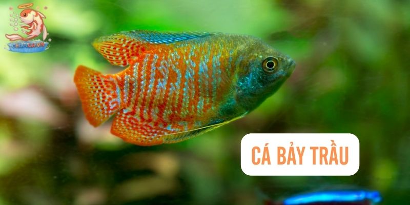 Top 30 Loài Cá Cảnh Dễ Nuôi - Gợi Ý Cho Người Mới Với Hồ Nhỏ 9 Cá bảy trầu