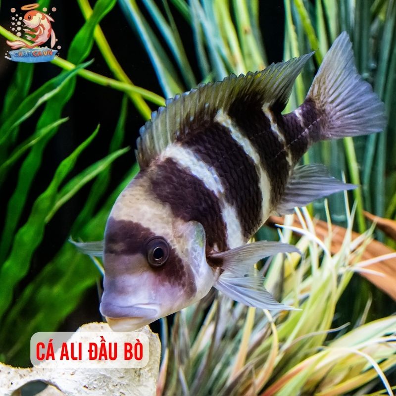 Top 30 Loài Cá Cảnh Phong Thủy Mang Tài Lộc & Bình An Cho Gia Chủ 9 Cá Ali đầu bò