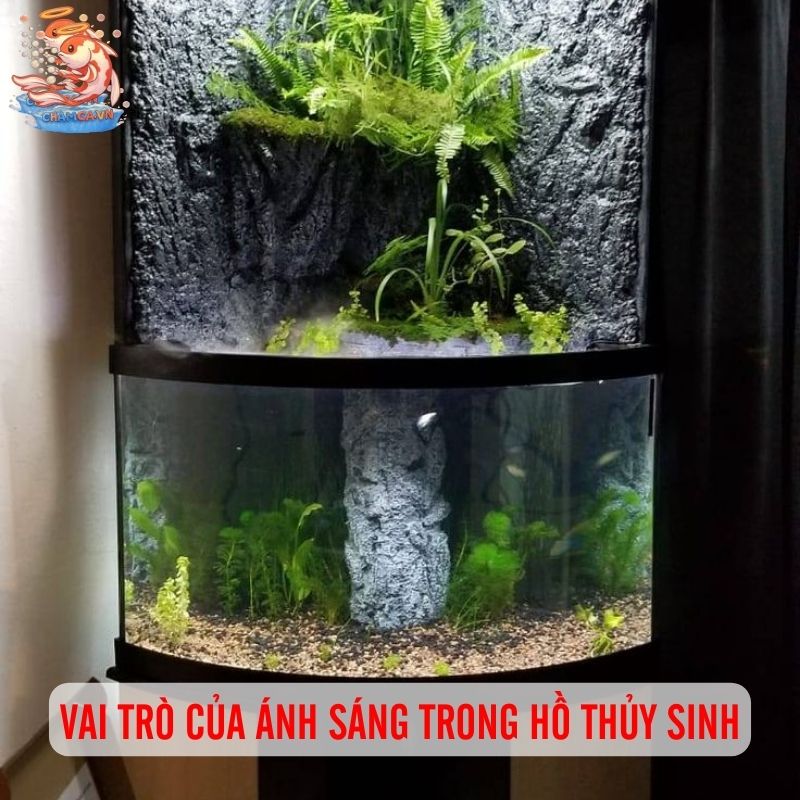 Bật Đèn Hồ Thủy Sinh Như Thế Nào Để Hiệu Quả Nhất? 1 Vai trò của ánh sáng trong hồ thủy sinh