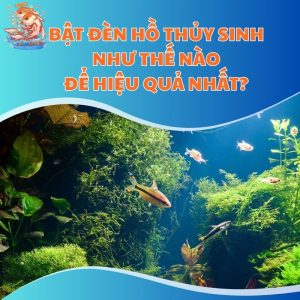 Bật Đèn Hồ Thủy Sinh Thế Nào Để Hiệu Quả Nhất?