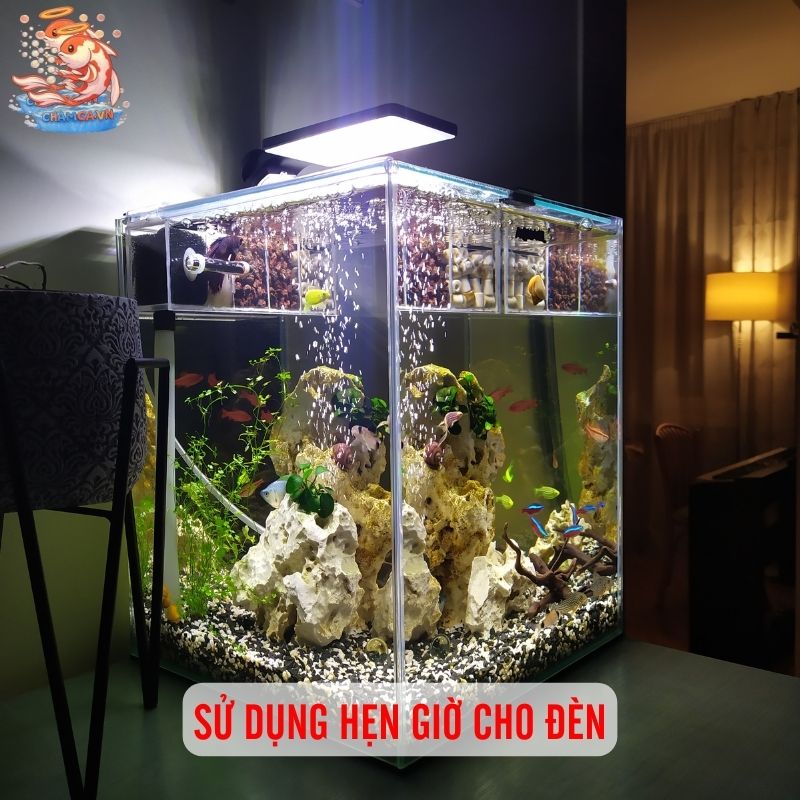 Bật Đèn Hồ Thủy Sinh Như Thế Nào Để Hiệu Quả Nhất? 4 Sử dụng hẹn giờ cho đèn