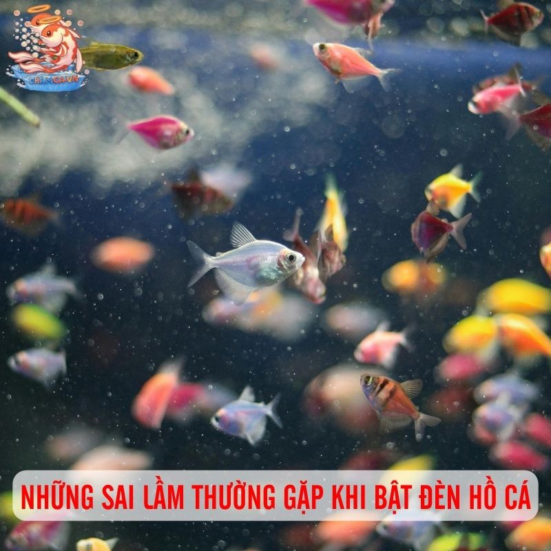 Bật Đèn Hồ Thủy Sinh Như Thế Nào Để Hiệu Quả Nhất? 5 Những sai lầm thường gặp khi bật đèn