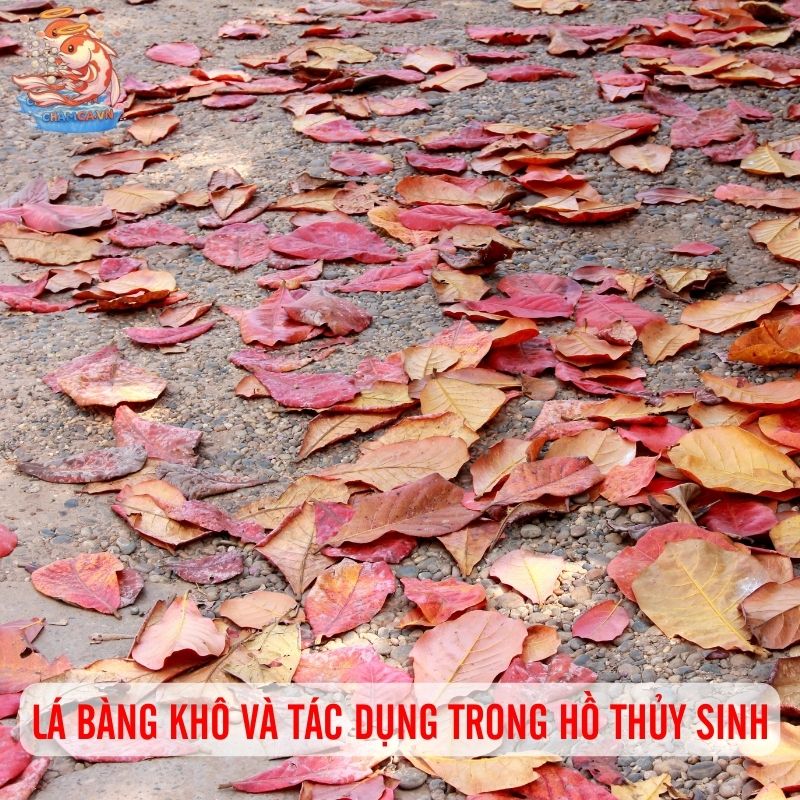 Sử Dụng Phụ Phẩm Cho Hồ Cá Thế Nào Để Đạt Hiệu Quá 1 Lá bàng khô và tác dụng trong hồ thủy sinh