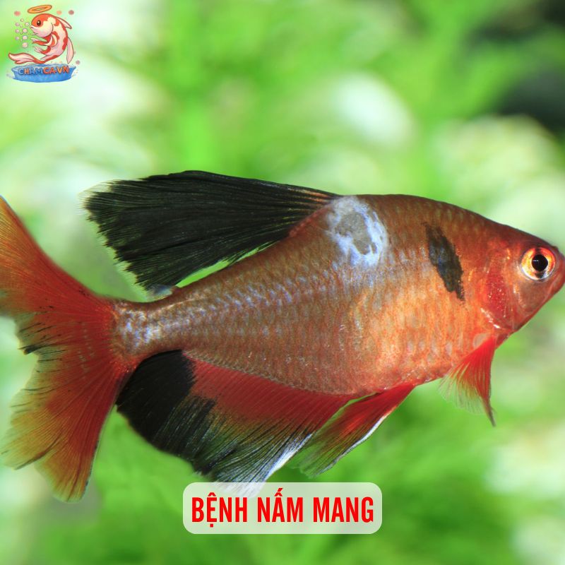 Top 10 Bệnh Cá Cảnh Phổ Biến Kèm Cách Xử Lý Hiệu Quả 9 Bệnh nấm mang