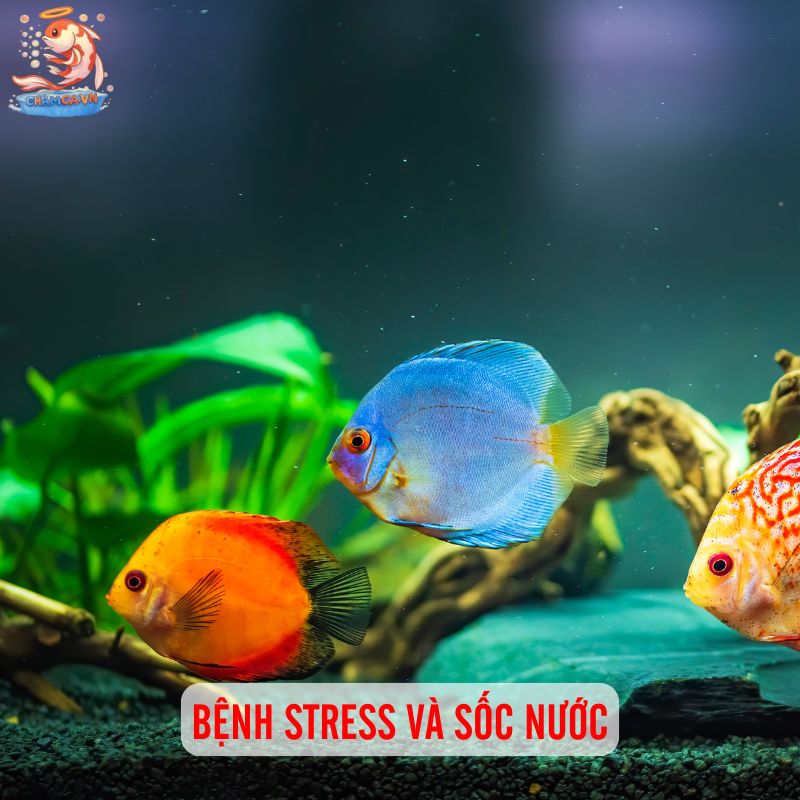 Top 10 Bệnh Cá Cảnh Phổ Biến Kèm Cách Xử Lý Hiệu Quả 10 Bệnh stress và sốc nước
