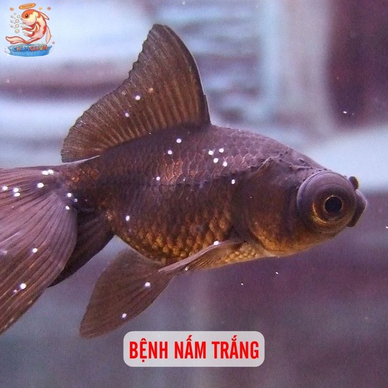 Top 10 Bệnh Cá Cảnh Phổ Biến Kèm Cách Xử Lý Hiệu Quả 1 Bệnh nấm trắng (Ich)