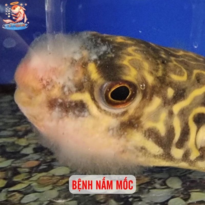 Top 10 Bệnh Cá Cảnh Phổ Biến Kèm Cách Xử Lý Hiệu Quả 2 Bệnh nấm mốc (Fungus)