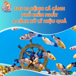benh ca canh