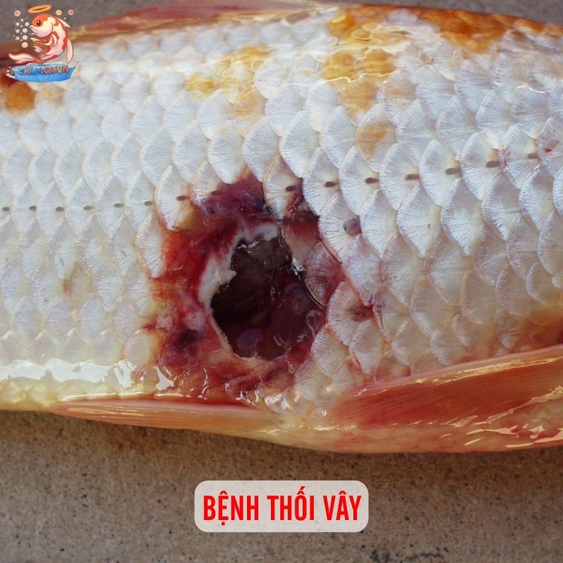 Top 10 Bệnh Cá Cảnh Phổ Biến Kèm Cách Xử Lý Hiệu Quả 3 Bệnh thối vây hay thối đuôi