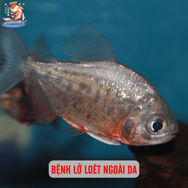Top 10 Bệnh Cá Cảnh Phổ Biến Kèm Cách Xử Lý Hiệu Quả 4 Bệnh lở loét ngoài da