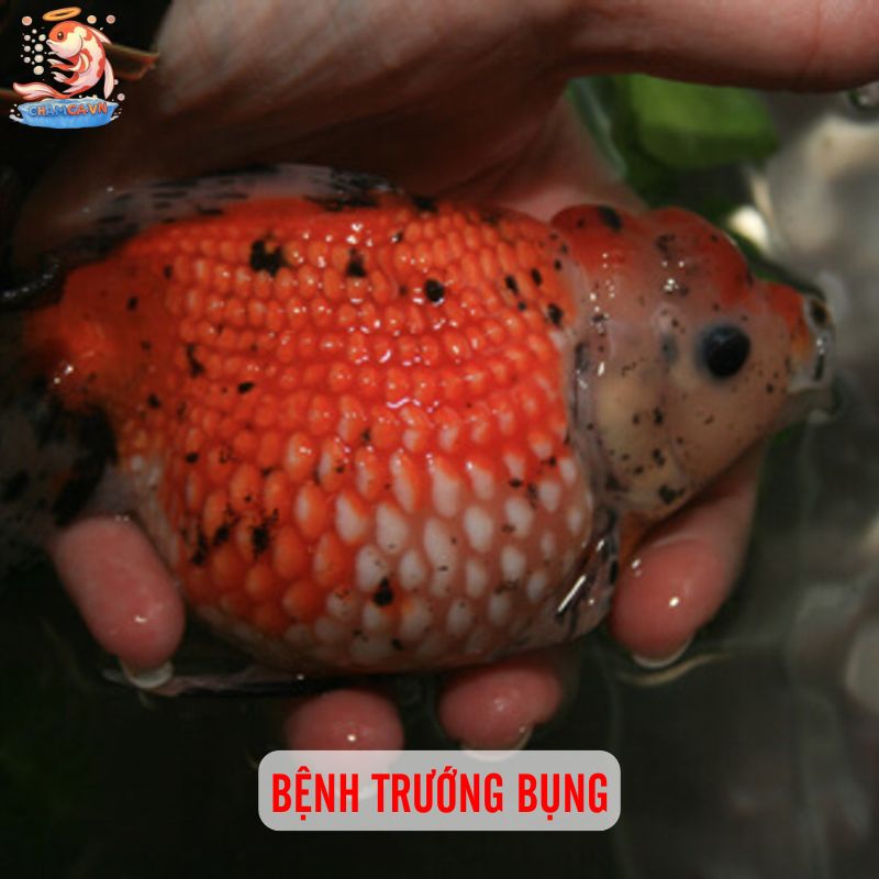 Top 10 Bệnh Cá Cảnh Phổ Biến Kèm Cách Xử Lý Hiệu Quả 6 Bệnh trướng bụng