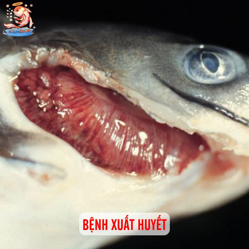 Top 10 Bệnh Cá Cảnh Phổ Biến Kèm Cách Xử Lý Hiệu Quả 8 Bệnh xuất huyết